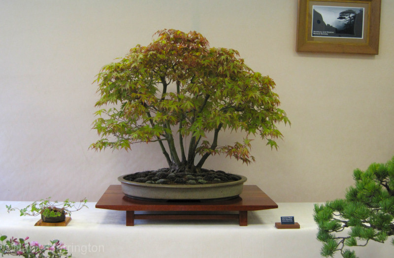 japanese maple bonsai